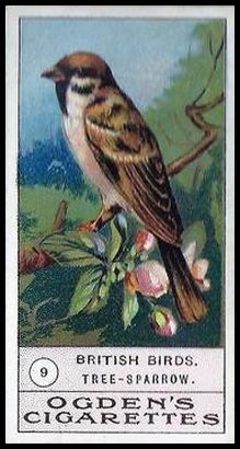 9 Tree Sparrow